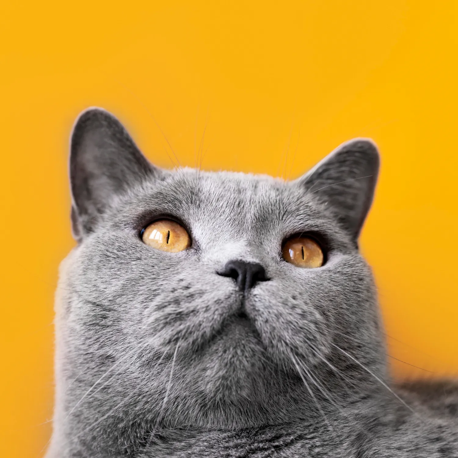 A gray cat with yellow eyes looking up.