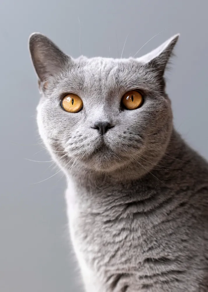 A gray cat with yellow eyes looking at the camera.